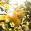 Bergamote - Recharge 100ml
