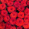 Rose Poivrée